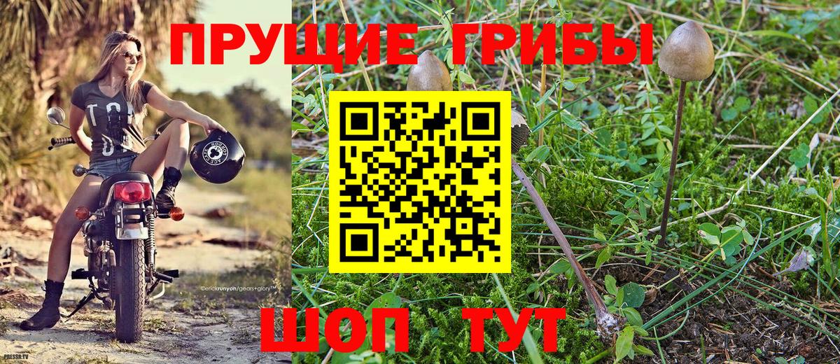 Галлюциногенные грибы Psilocybine cubensis Нижний Тагил